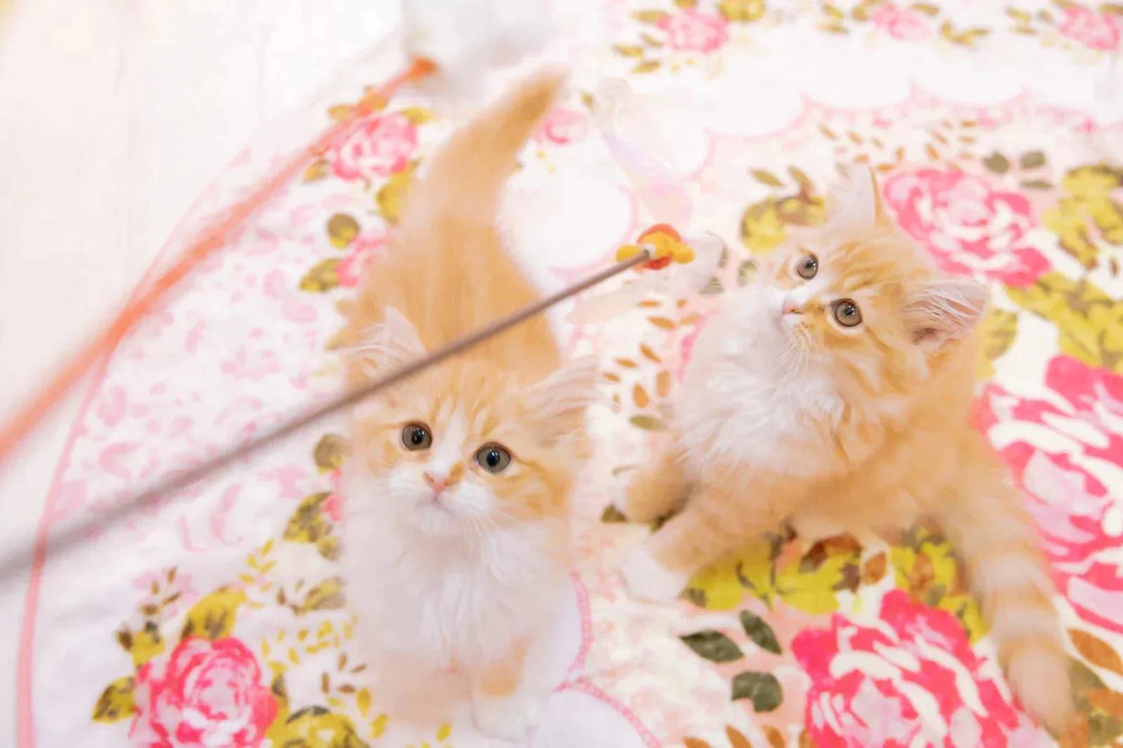 猫好きさん必見！喜ばれること間違いなしのプレゼント選び【2025年最新