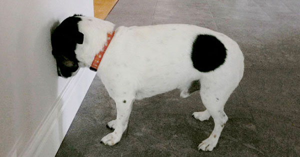 【要注意サイン？】子犬がケージの隅で頭を押し付けるのはなぜ？原因と今すぐできる対処法