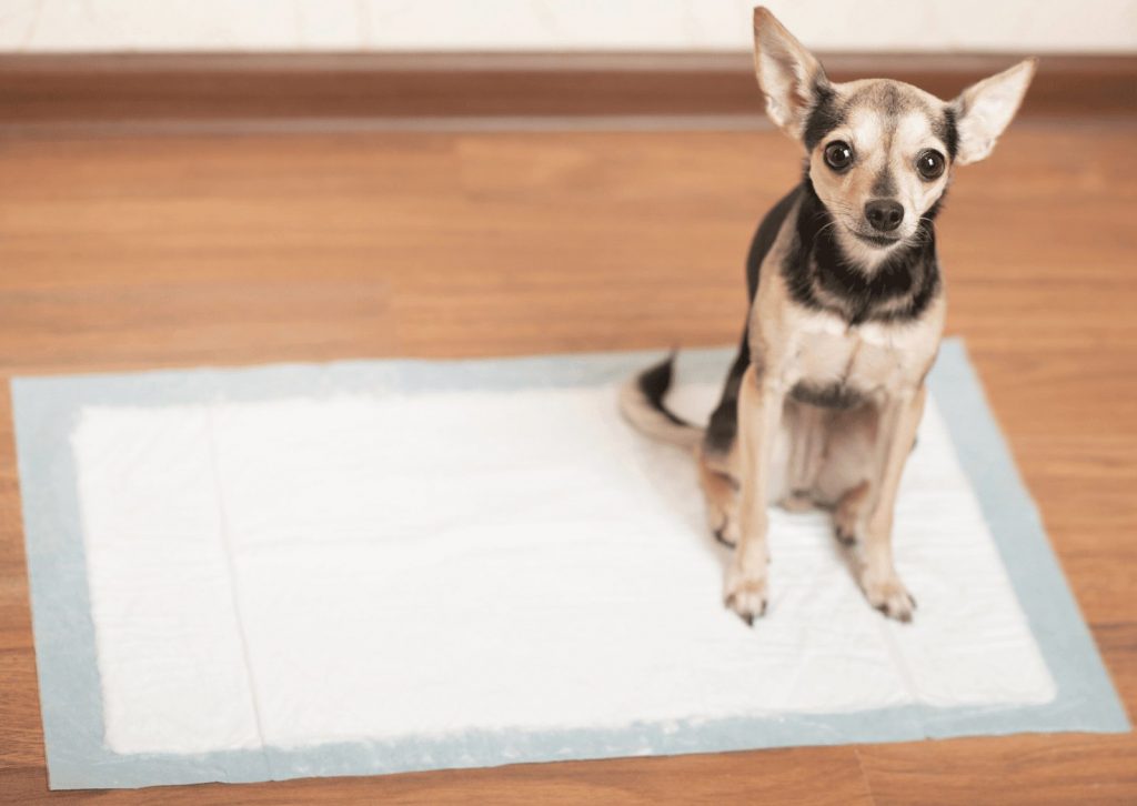 【子犬のおしっこ】1日に何回するの？月齢別の正常な頻度と「多い・少ない」のサイン、トイレトレーニングのコツ