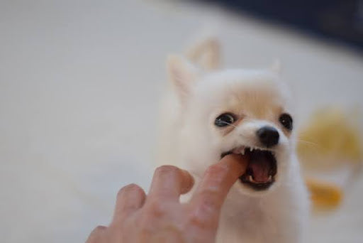 【危険！】子犬の甘噛みを放置するとどうなる？将来のリスクと今日からできる正しいしつけ方